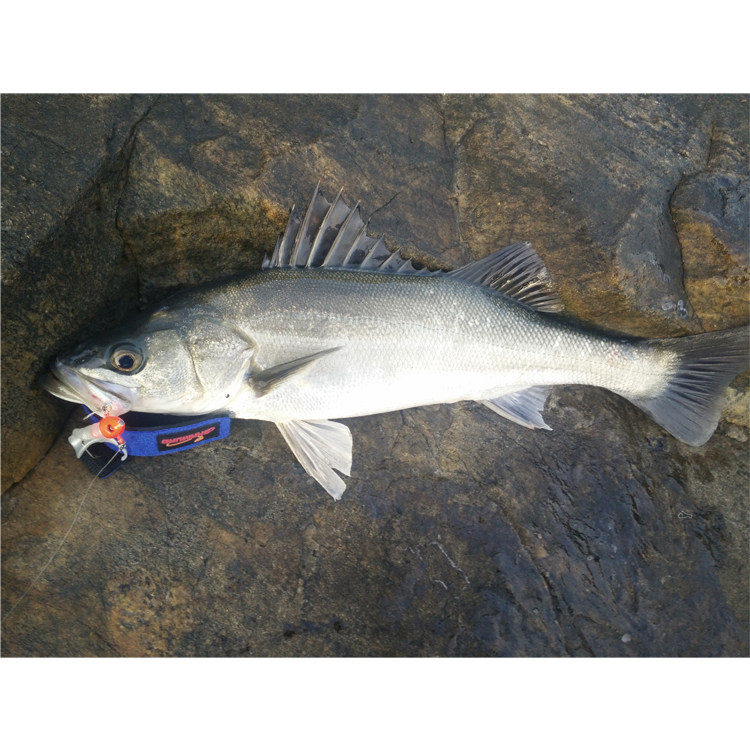 路亚软饵卷尾包铅软鱼夜光假饵远投海淡水钓鲈鱼翘嘴专杀铅头钩,淘宝优惠券,粉丝福利购,淘宝优惠卷