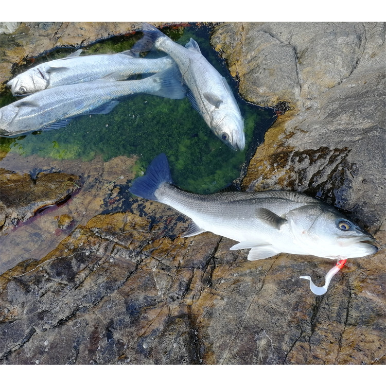 路亚软饵卷尾包铅软鱼夜光假饵远投海淡水钓鲈鱼翘嘴专杀铅头钩,淘宝优惠券,粉丝福利购,淘宝优惠卷