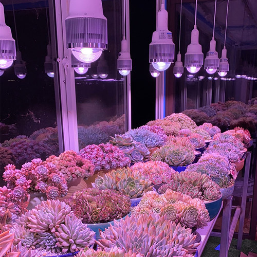 贵翔 多肉补光灯家用上色全光谱防徒长LED仿太阳光光照植物生长灯 - 图2