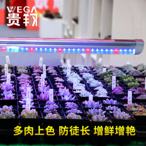 wega植物生长灯led仿太阳红蓝光多肉照光灯上色 食虫植物补光灯管