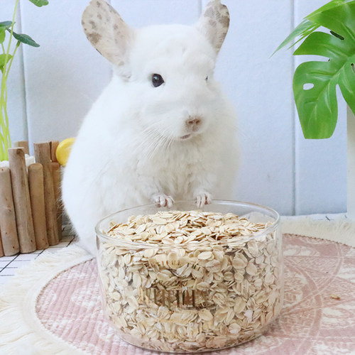 生燕麦片龙猫无法抗拒的美食高蛋白零食补充膳食纤维增肥长肉 - 图0