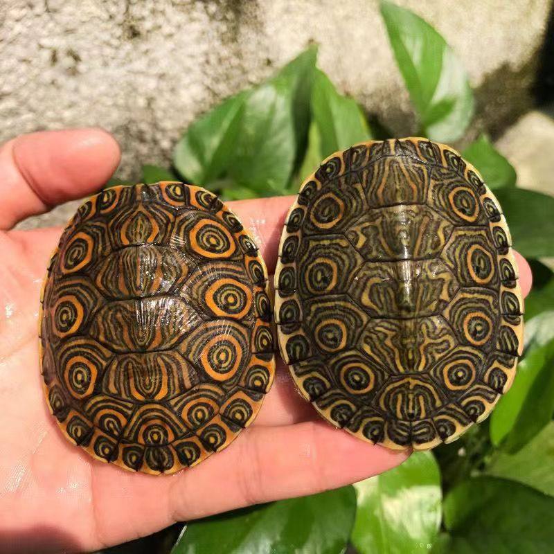 大河甜甜圈龟鱼缸混养活物乌龟深水龟小乌龟网红宠物观赏龟,淘宝优惠券,粉丝福利购,淘宝优惠卷