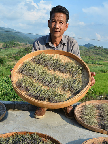 深山独脚金50g农家自晒无硫干货疳积草独角金山区采晒新鲜独脚金 - 图0
