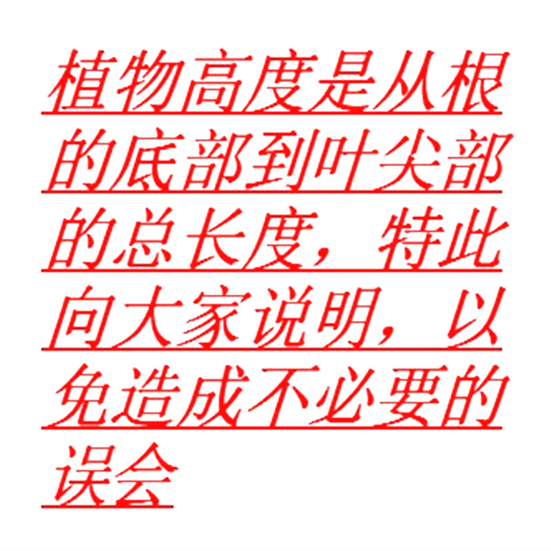 黑金刚橡皮树花卉绿植室内小盆栽观叶植物书房办公桌客厅好养包邮 - 图1