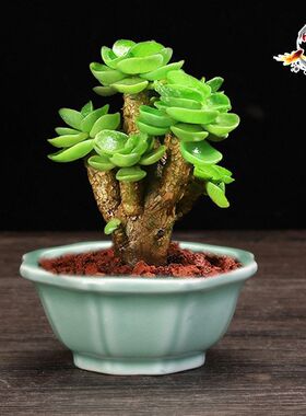 陶瓷创意迷你花盆多肉盆圆形四方