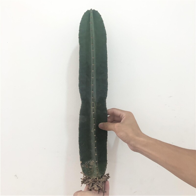 量天尺仙人掌多肉植物北欧风仙人柱无刺天伦柱大型好养绿植花卉_虎窝淘