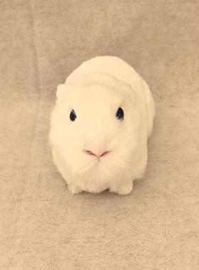 仿真豚鼠荷兰猪仓鼠天竺鼠葵鼠