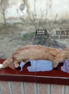 大型仿真黄鼠狼黄鼬老黄影视道具