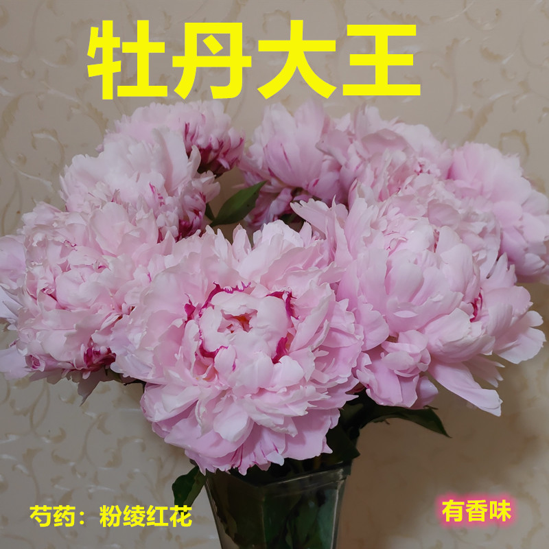 牡丹大王 芍药 粉绫红花 9-11月发货 香味正宗重瓣菏泽洛阳花卉 - 图0