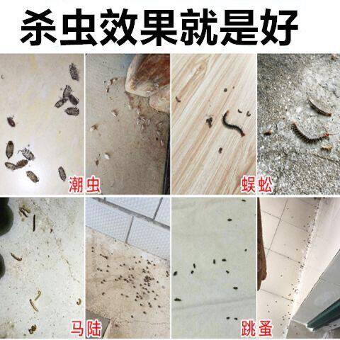 杀虫粉强效全杀除跳蚤蚂蚁蟑螂室内外潮虫蜈蚣马陆全窝端爬虫 - 图1