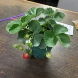 Саженцы для молока клубники посадка сливок с фруктовыми балконами свежие растения горшечные растения с цветами посадка и посадка на балконах