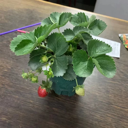 Саженцы для молока клубники посадка сливок с фруктовыми балконами свежие растения горшечные растения с цветами посадка и посадка на балконах