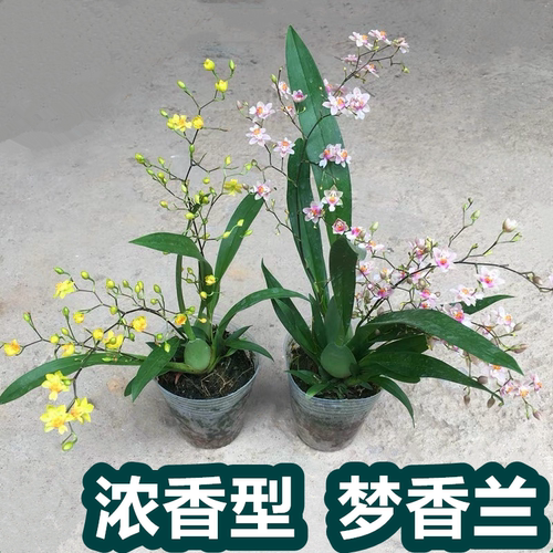 梦香兰文心兰花浓香型绿植盆栽植物石斛室内阳台客厅开花桌面好养 - 图0