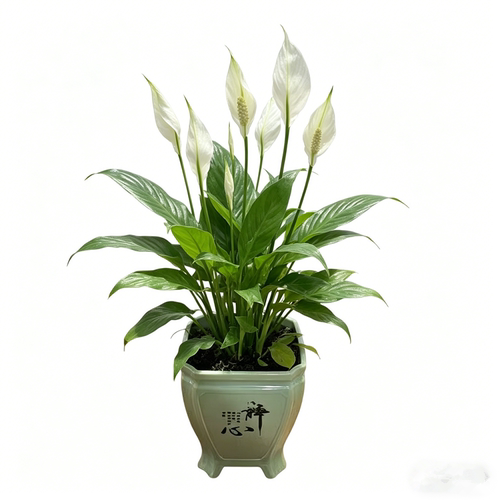 一帆风顺盆栽白掌植物室内红掌容易养花卉净化空气水培观花办公室 - 图3