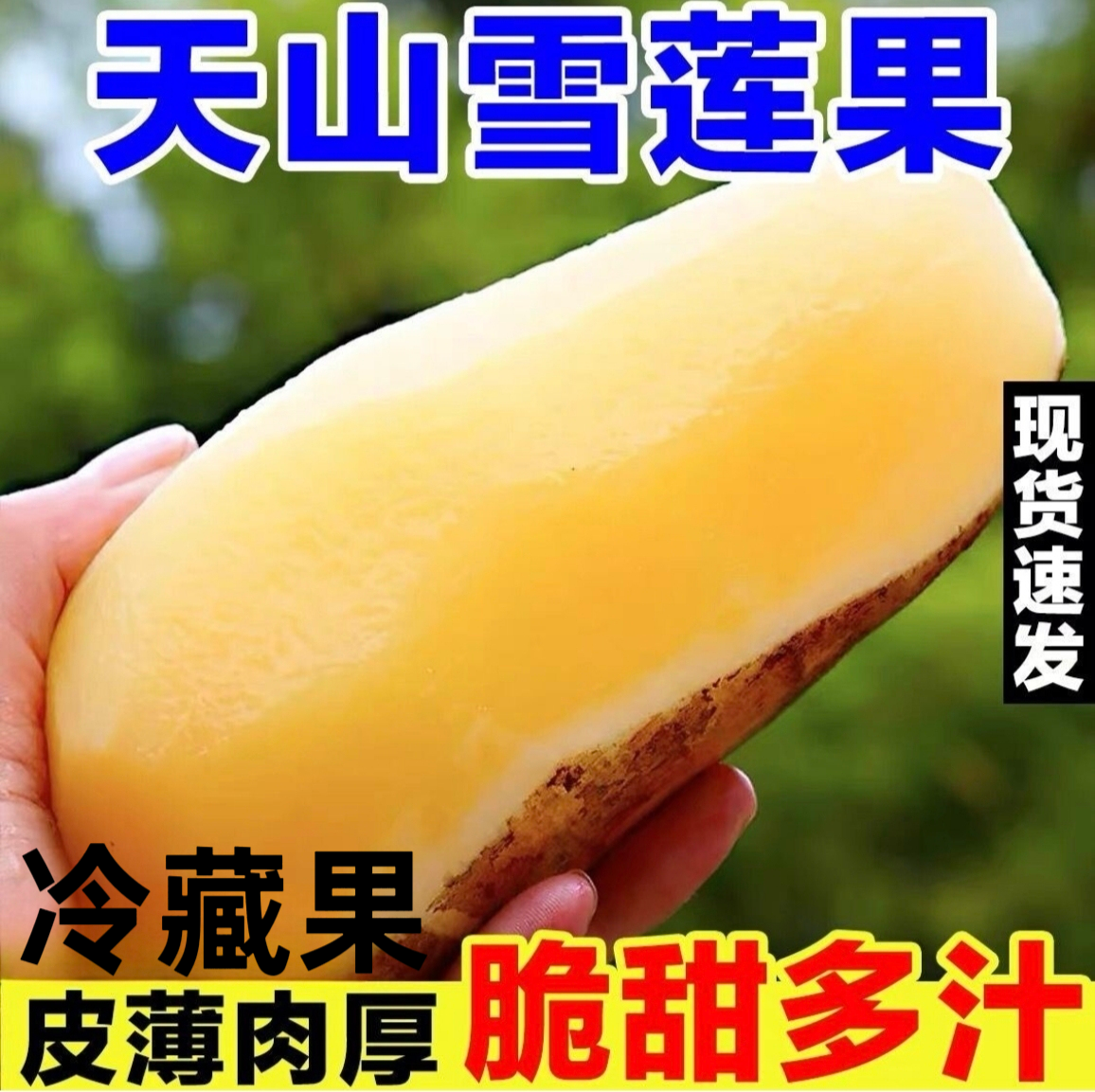 现货！今年新果精品云南天山雪莲果新鲜水果9斤当季黄心级雪连果