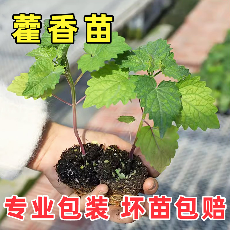 食用藿香苗盆栽香草苗绿植种子好养活四季种籽河南大叶孑药材秧苗