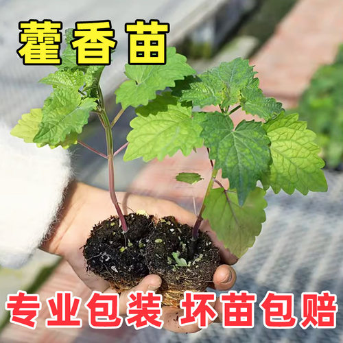 食用藿香苗盆栽香草苗绿植种子好养活四季种籽河南大叶孑药材秧苗 - 图1