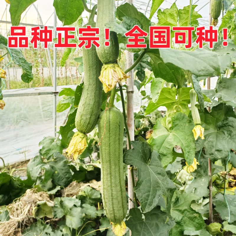 广东特长丝瓜苗老品种冬季苗秧棱角大肉丝瓜秧苗南方种子菜苗大全
