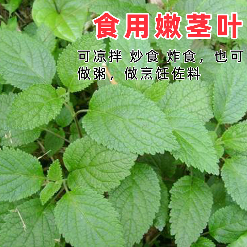 藿香种子可食用盆栽正宗藿香苗四季种籽孑香草秧苗幼苗室内绿植