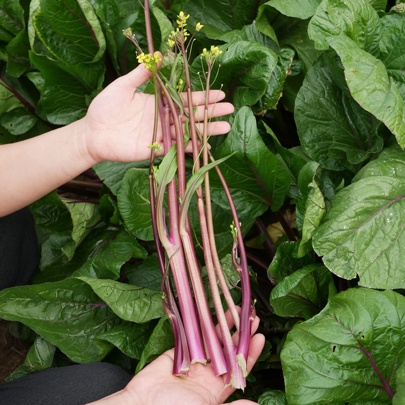 广东四九菜心种子红菜苔白菜苔四季蔬菜种籽孑增城迟青菜菜籽大全 - 图2