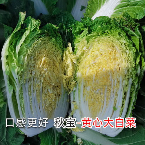 正宗山东胶州大白菜种子种籽孑子菜种冬季籽种适合冬天种的蔬菜 - 图3