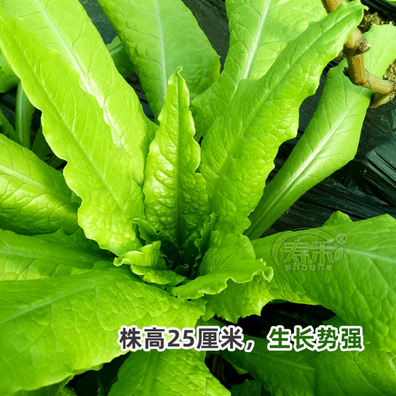 油麦菜四季种子青菜种籽大全阳台菜籽南方籽种蔬菜孑春季菜种耐热 - 图2