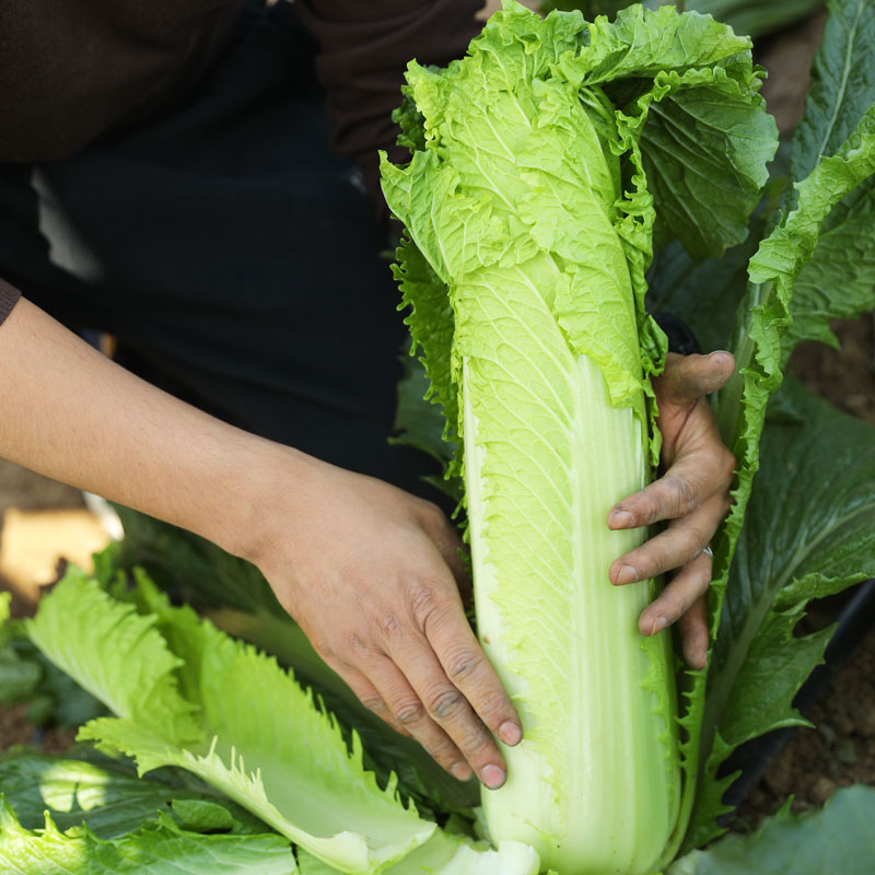 天津青麻叶白菜种子春季蔬菜种籽子四季菜种青口大秋白菜早熟种孑 - 图1