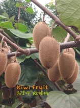(Guizhous Late Chinese Exotic Fruit Tree Cooked Xu Fragrant) late in Xuxiang Sugar is full of juice and full of water 