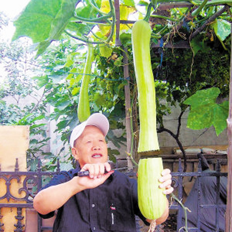 砍瓜种子 四季播黑南瓜吊瓜 阳台可盆栽庭院奇异瓜爬藤瓜果蔬菜籽