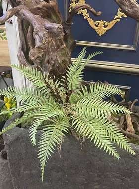 高品质手感大蕨叶蕨草蕨类植物造景绿植壁挂墙面垂吊假草插花设计