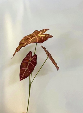 仿真手感三头芋头叶海芋叶黑孔雀叶鸟巢叶蕨类观音叶软装花箱造景