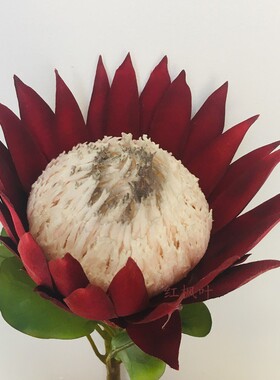仿真非洲粉色样板间新娘手捧花