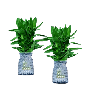 【买一送一】观音竹富贵竹水培绿植