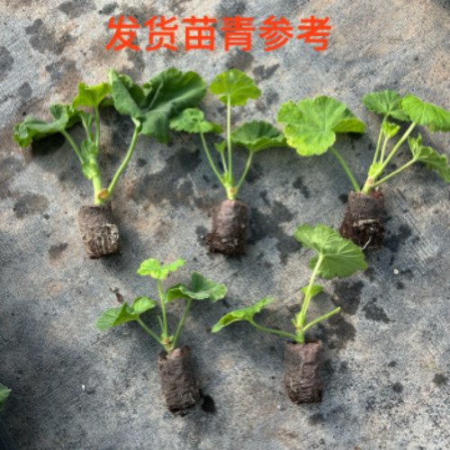 蝴蝶梅小苗不同品种不同花色包对版 - 图1