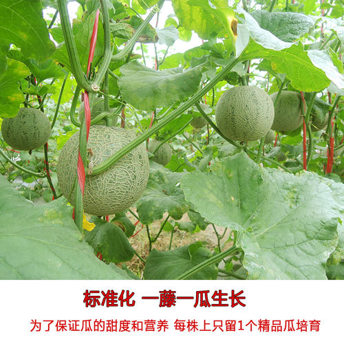 海南网纹瓜哈密瓜静冈蜜瓜热带新鲜一整箱水果玲珑香甜玫珑瓜顺丰 - 图1