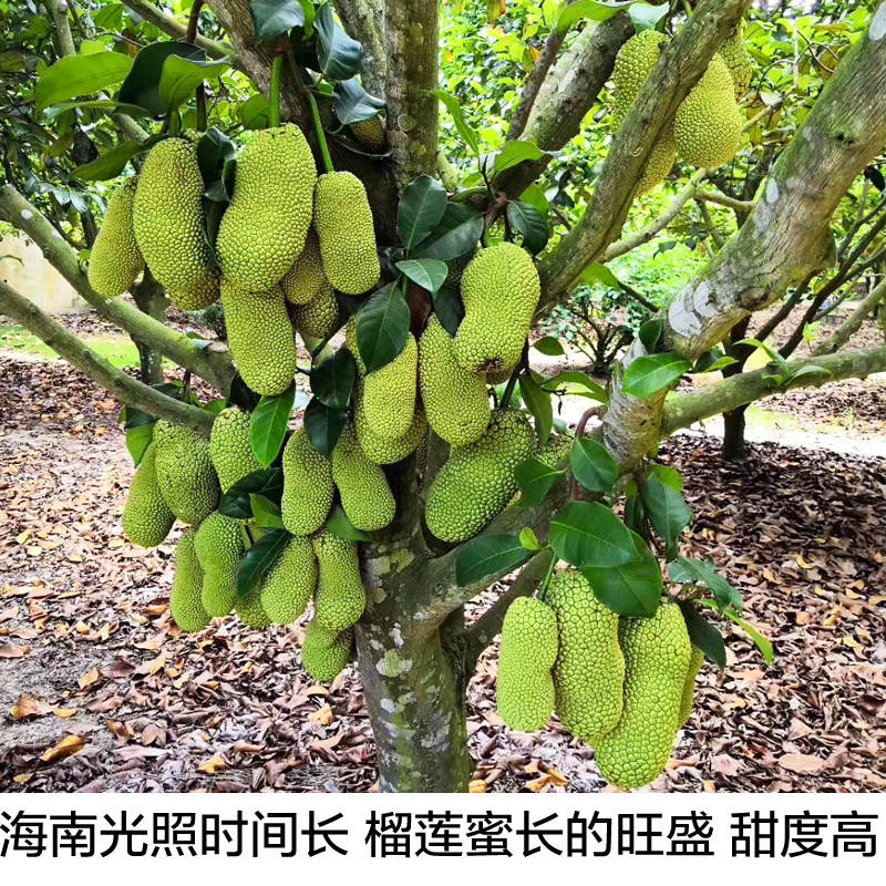 海南榴莲蜜应季热带新鲜水果手撕软糯香甜湿苞巴掌小榴莲整个包邮 - 图2