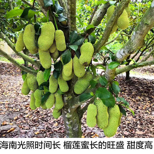 海南榴莲蜜新鲜应季热带水果手撕软糯香甜湿苞巴掌小榴莲整个顺丰-图2