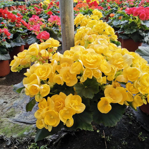 丽格海棠四季海棠重瓣玻璃翠带花苞盆栽玫瑰海棠带花发货室内花卉 - 图0