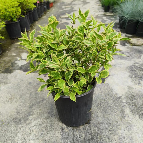 花叶锦带盆栽红王子锦带花苗花园阳台多年生灌木植物观花观叶包邮 - 图2