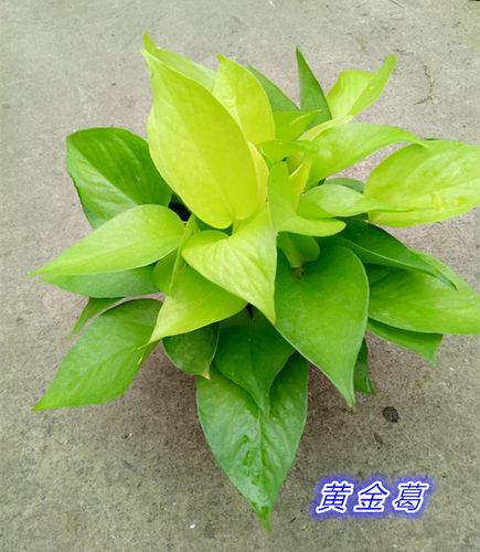 大叶银斑葛雪花葛绿植 银缎蔓绿绒 稀有绿萝品种小叶银斑葛星点藤 - 图2