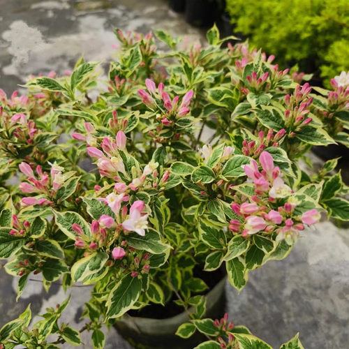 花叶锦带盆栽红王子锦带花苗花园阳台多年生灌木植物观花观叶包邮 - 图1