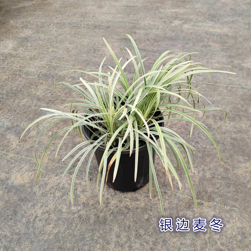 花镜植物 菖蒲草大苗 金边麦冬草阳台庭院绿植耐热耐寒多年生好养 - 图0