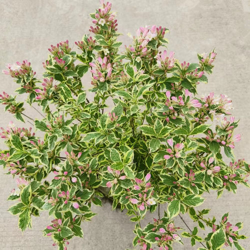 花叶锦带盆栽红王子锦带花苗花园阳台多年生灌木植物观花观叶包邮 - 图0