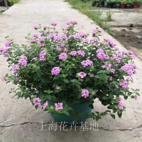 蔓藤马缨丹五色梅盆栽苗耐干耐热耐高温暴晒花园阳台花期长花量大 - 图1