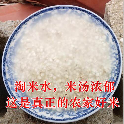 正宗福建仙游金沙薏米仁新货药用薏仁米500g薏苡仁农家新鲜小薏米 - 图3