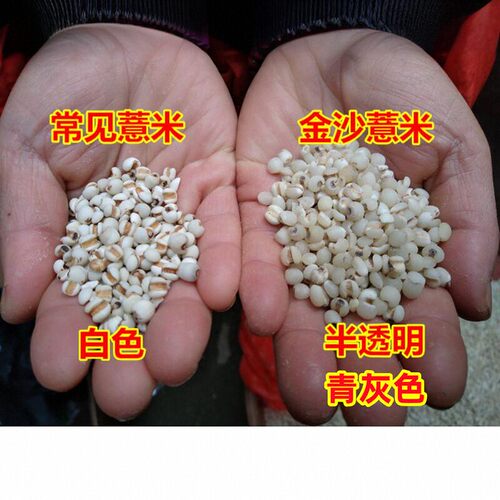正宗福建仙游金沙薏米仁新货药用薏仁米500g薏苡仁农家新鲜小薏米 - 图0