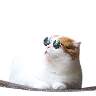 宠物猫眼镜猫咪墨镜复古酷猫搞怪拍照道具猫咪带的个性饰品小狗狗 - 图2