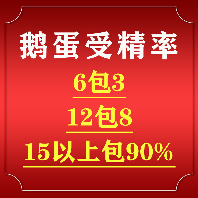 山东灰羽百子鹅种蛋百仔大灰鹅受精蛋可孵化鹅苗90%受精率1枚-图3