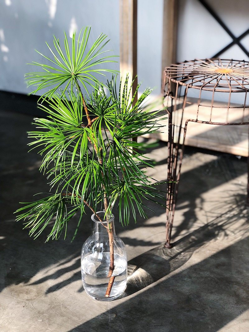 现货鲜切枝水培日本进口罗汉松金松迷你桌面观叶绿植顺丰包邮_虎窝淘