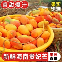 10 kilograms of Hainan Guifeis mango fresh fruit should be produced in tropical terte